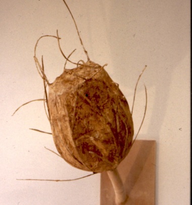Seedhead