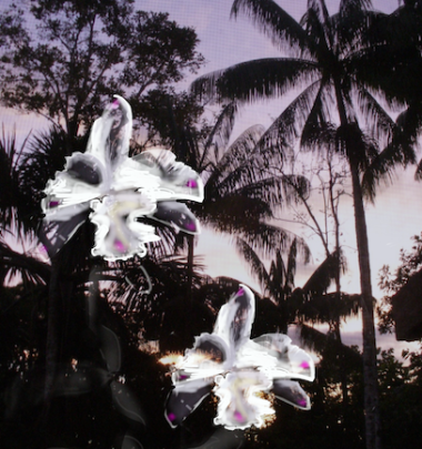 Orchid/Palms