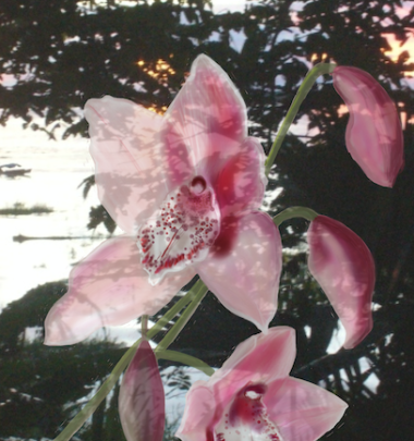 Orchid/Amazon Ii
